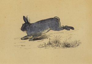 ウサギ（カラーリトグラフ 作： English School