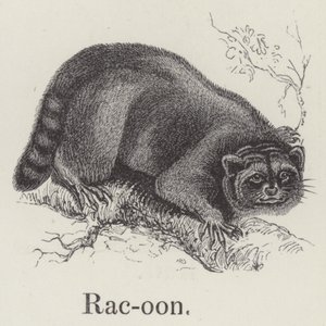 Racoon（ラクーン）（彫刻 作： English School