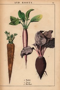 大根、人参、赤ビーツ。  、「教育的な絵本、または野菜の世界からの教訓」[シャーロット・メアリー・ヤング]、エジンバラより 作： English School