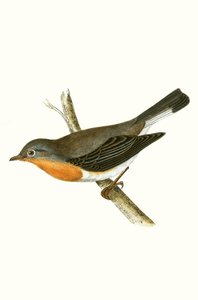 レッドブレステッドヒタキ、チャールズロバートブリー（1811-86）による「イギリス諸島では観察されないヨーロッパの鳥の歴史」のイラスト、1867年発行 作： English School