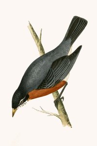 レッドブレストツグミ、チャールズロバートブリー（1811-86）による「イギリスの島々では観察されないヨーロッパの鳥の歴史」のイラスト、1867年公開 作： English School