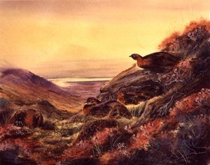 ムーアランドのアカライチョウ 1890年頃 （水彩・紙）