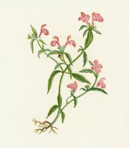 赤い麻のイラクサ、Galeopsis Ladanum 作： English School