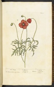赤いポピー、エリザベス・ブラックウェルによる「A Curious Herbal...」のプレート 2 作： English School