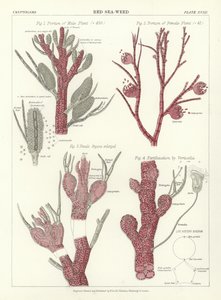 紅海草 作： English School