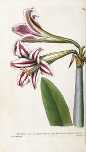 赤と白の縞模様のリリー、1799-1810 作： English School