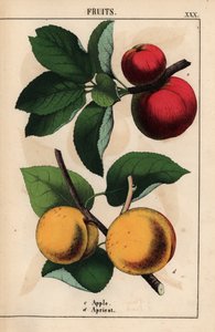 赤いリンゴとアプリコット   、「教育的な絵本、または野菜の世界からの教訓」[シャーロット・メアリー・ヤング]、エジンバラより 作： English School