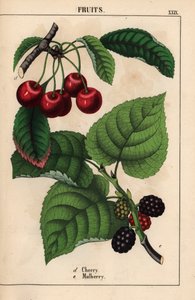 赤いサクランボと桑の実   、「教育的な絵本、または野菜の世界からの教訓」[シャーロット・メアリー・ヤング]、エジンバラより 作： English School