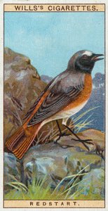 Redstart