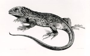 爬虫類、チャールズダーウィンによる「HMSビーグルの航海の動物学、1832〜36年」のイラスト（1809〜92年） 作： English School