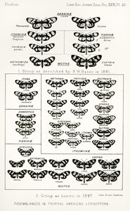 熱帯アメリカの鱗翅目に似ている、The Hope Reports、Vol。 II、1897-1900年、エドワードB.ポールトン編、オックスフォード、1901年 作： English School