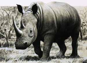 サイ