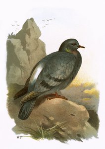 ロック鳩