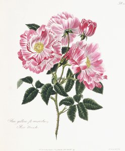ローザガリカ、1796〜1799年 作： English School