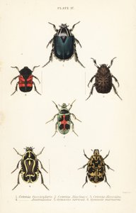 ローズチェイサーのカブトムシCetonia fascicularis 1、Heterorhina macleayi 2、Gametoides subfasciata 3、fiddler beetle、Eupoecila australasiae 4、Gymnetis hieroglyphica 5、Gymnetis marmorea 6 作： English School