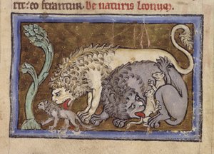 ロイヤル MS 12 C XIX、f.6r ライオンズ、「Bestiary」から、c.1200-10 (ベラム紙にインク、カラー、ゴールド) 作： English School