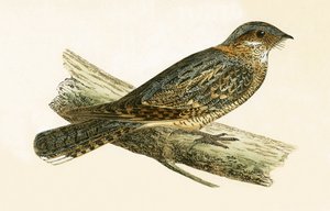 ラセットネックナイトジャー、チャールズロバートブリー（1811-86）による「イギリス諸島では観察されないヨーロッパの鳥の歴史」のイラスト、1867年発行 作： English School