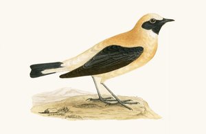 Russet Wheatear、チャールズロバートブリー（1811-86）による「イギリス諸島では観察されないヨーロッパの鳥の歴史」のイラスト、1867年発行 作： English School