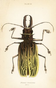 Sabertooth longhorn beetle, Macrodontia cervicornis (Prionus cervicornis) 作： English School
