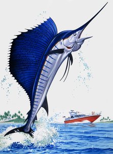 帆の魚 作： English School