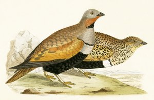 砂ライチョウ、チャールズロバートブリー（1811-86）による「イギリス諸島では観察されないヨーロッパの鳥の歴史」のイラスト、1867年公開 作： English School