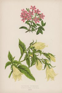 Saponaria Ocymoides; Symphyandra Pendula (カラーリトグラフ) 作： English School