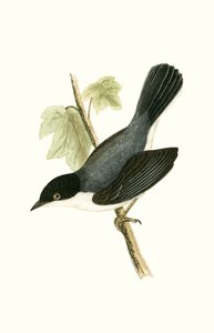 チャールズロバートブリー（1811-86）による「イギリスの島々では観察されないヨーロッパの鳥の歴史」からのイラスト、1867年出版のサルデーニャワーブラー 作： English School