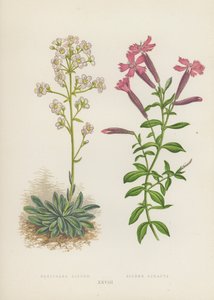 Saxifraga Aizoon; Silene Schafta（カラーリトグラフ） 作： English School