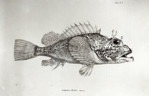 サソリの魚、チャールズダーウィンによる「HMSビーグルの航海の動物学、1832-36」のプレート8