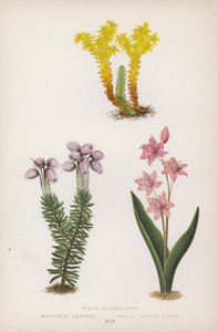 Sedum Sexangulare; Menziesia Caerulea; Scilla Bifolia Rubra (カラーリトグラフ) 作： English School