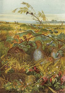 9月と10月、狩猟鳥