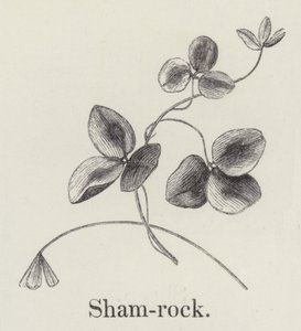 シャムロック（刻印 作： English School