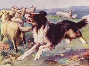 仕事中の牧羊犬 (カラー リソ)