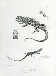 チャールズダーウィンによる「HMSビーグルの航海の動物学、1832-36」のイラストからのシングルイグアナ 作： English School