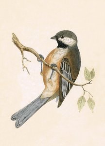 シベリアの乳首、チャールズロバートブリー（1811-86）による「イギリスの島々では観察されないヨーロッパの鳥の歴史」からのイラスト、1867年公開 作： English School