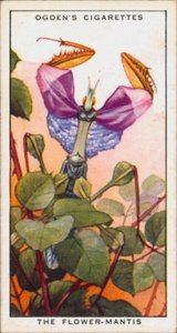 攻撃性のシグナルカラー、昆虫、花マンティス（カラーリトグラフ） 作： English School