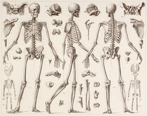 19世紀の版画後の完全に成長した人間の骨格 作： English School