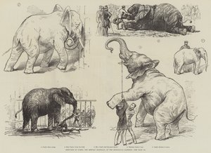 動物園のアフリカゾウ「ジャンボ」のスケッチ（リトグラフ 作： English School