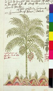 Sloane 4013 f.5v 「インドの植物の説明」のナツメヤシ 作： English School