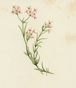 小さなウッドラフ、Asperula Cynanchica (カラー リソ) 作： English School