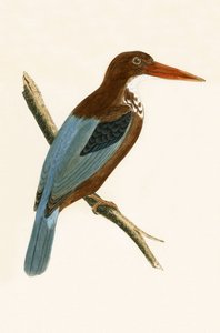 スミルナカワセミ、チャールズロバートブリー（1811-86）による「イギリスの島々では観察されないヨーロッパの鳥の歴史」の図解、1867年発行 作： English School