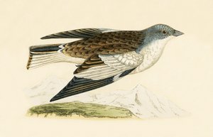 スノーフィンチ、チャールズロバートブリー（1811-86）による「イギリス諸島では観察されないヨーロッパの鳥の歴史」のイラスト、1867年発行 作： English School