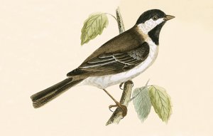 Sombre Tit、チャールズロバートブリー（1811-86）による「イギリスの島々では観察されないヨーロッパの鳥の歴史」の図解、1867年発行 作： English School