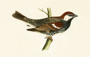 スペインのすずめ、チャールズロバートブリー（1811-86）による「イギリスの島々では観察されないヨーロッパの鳥の歴史」の図解、1867年発行 作： English School