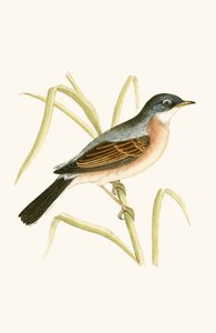 メガネウグイス、チャールズロバートブリー（1811-86）による「イギリス諸島では観察されないヨーロッパの鳥の歴史」のイラスト、1867年発行 作： English School