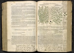 Speedwell、John Gerard 著「The herball or Generall historie of plantes」の 500-501 ページ 作： English School