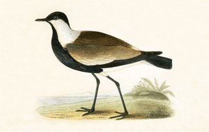 チャールズロバートブリー（1811-86）による「イギリスの島々では観察されないヨーロッパの鳥の歴史」からのイラスト、1867年に出版された平羽の千鳥 作： English School