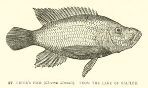 ガリラヤ湖からのセントピーターズフィッシュ（Chromis Simonis） 作： English School