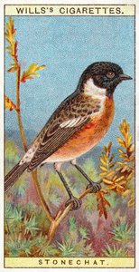 Stonechat 作： English School