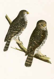 Strix Pusilla、チャールズロバートブリー（1811-86）による「イギリスの島々では観察されないヨーロッパの鳥の歴史」の図解、1867年発行 作： English School